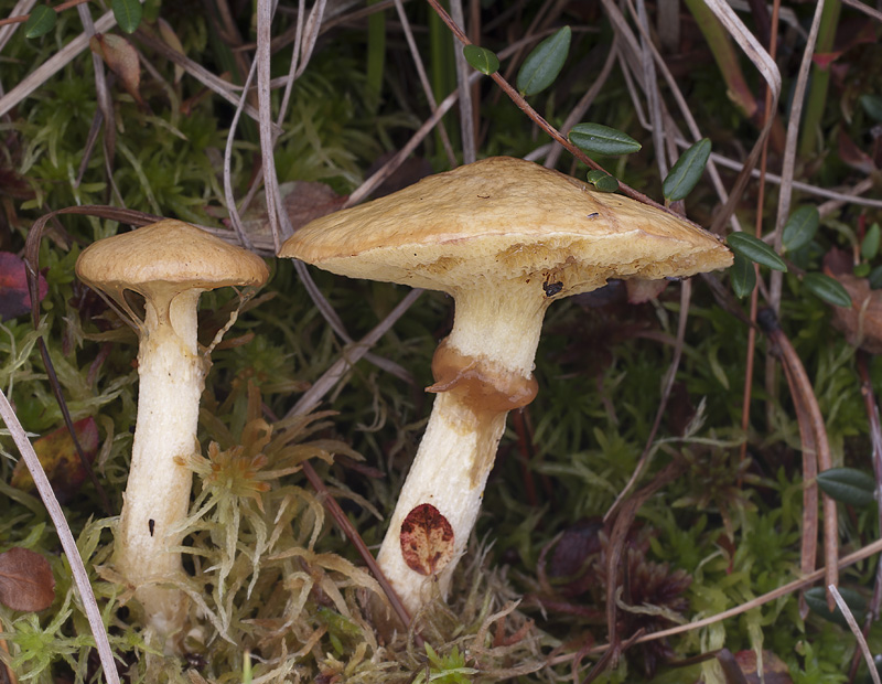 Suillus flavidus